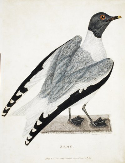 Xeme, Illustration from A Voyage of Discovery by Thomas Lewin